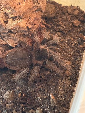 Paraguay red hair tarantula