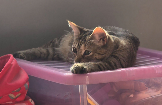 Kitten nearly 1