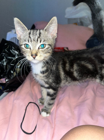 kittens