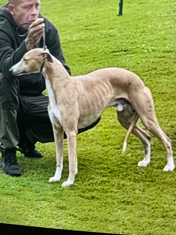 Outstanding breed whippet male for sale