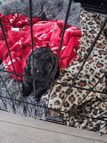 Poo chow female puppy ready end of november