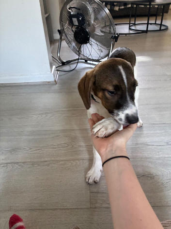 Female beagle