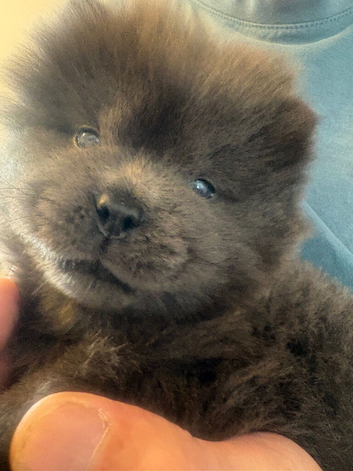 Chow chow puppies for sale