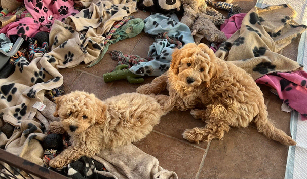 Cavapoochon puppies