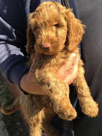 Handsome f2 cockapoo boy READY NOW