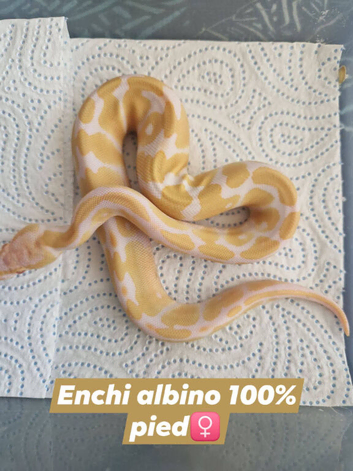 Baby albino royal