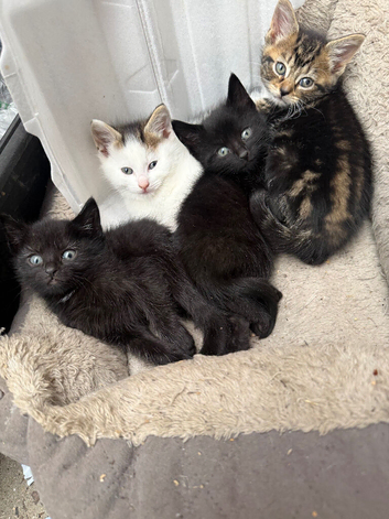 Kittens for sale