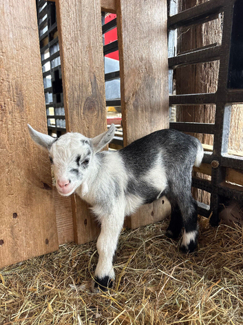 Beautiful Pygmy billy kid