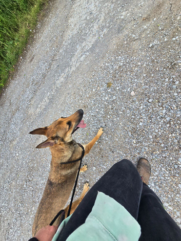 Shepherd bitch