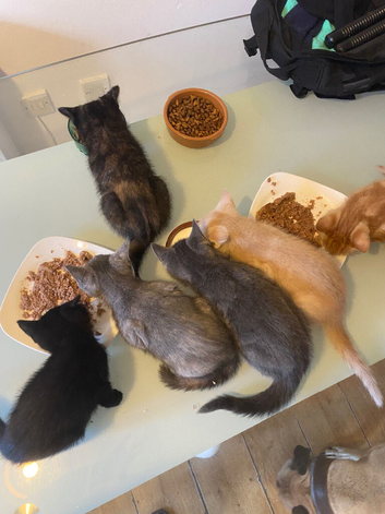 Beautiful kitten litter
