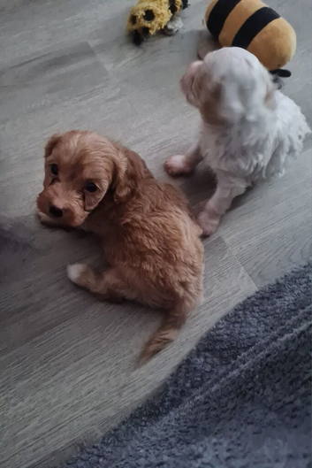 Beautiful Cavapoo Puppies