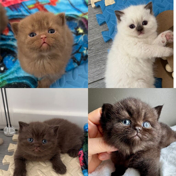 British shorthair kittens