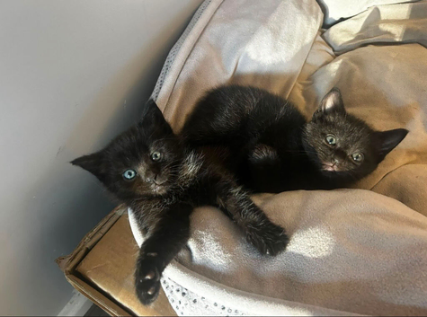 Adorable Bombay kittens