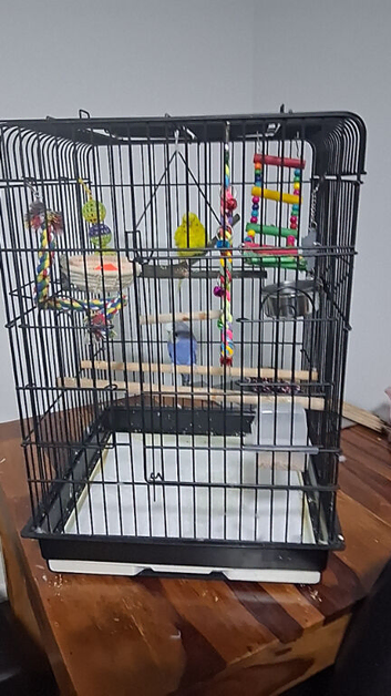 Breading pair budgies