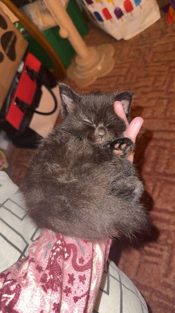 Maine coon X black/ brown male