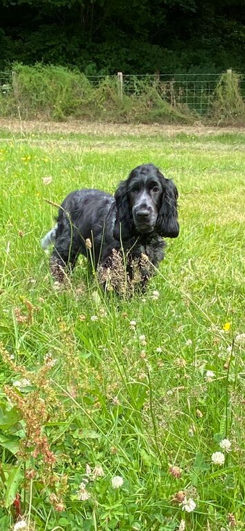 Show type kc registered male pup