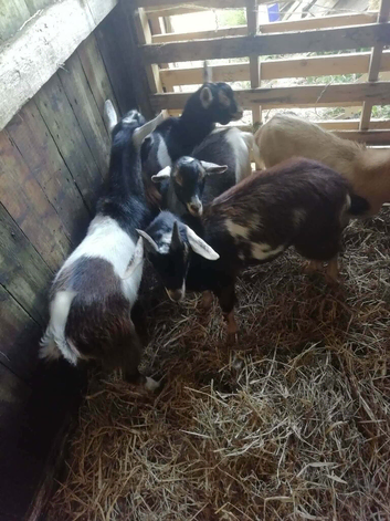 Billy goats