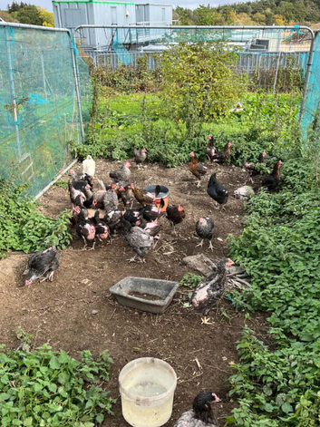 Maran, black rocks and 1 Sussex hen