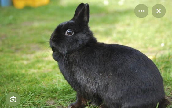 Vaccinationed neverland dward rabbit