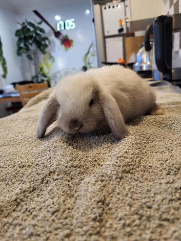 Beautiful Mini lop looking good a home.
