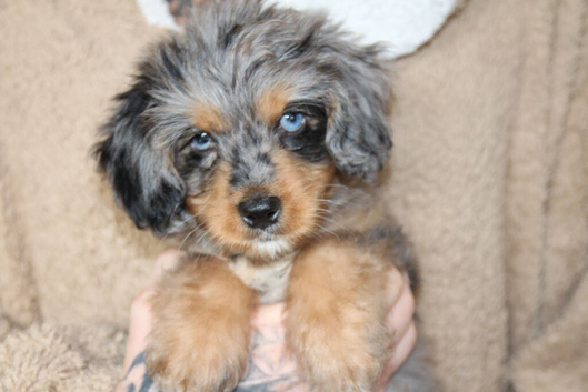 Miniature bernadoodle girl