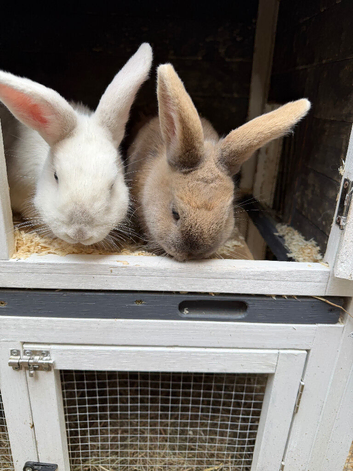 Rabbits for sale!