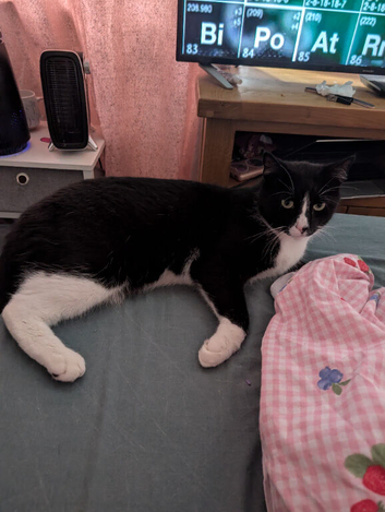 6 year old healthy male tuxedo cat