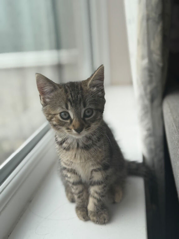 Kittens ready for a forever home
