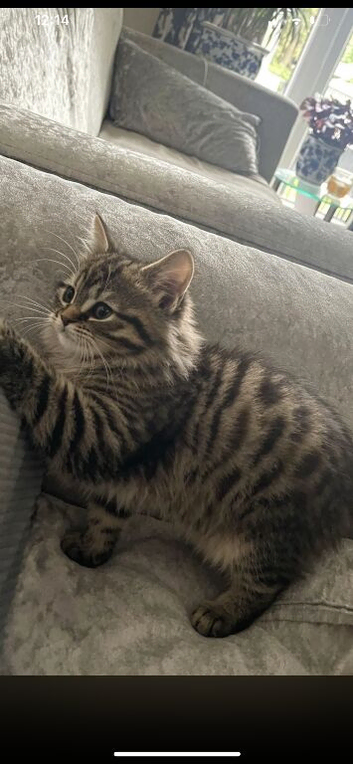 Kitten for sale