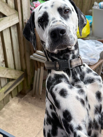 Dalmatian male