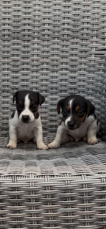 Miniature jack russell