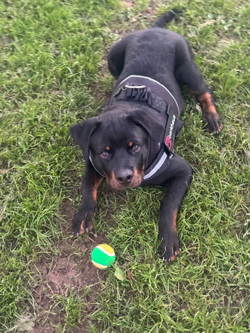KC Registered Puppy Rottweiler