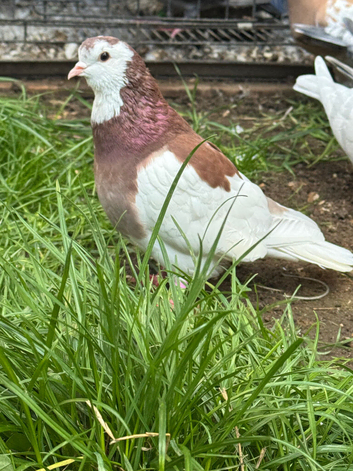 Tumbler pigeons in pocklington
