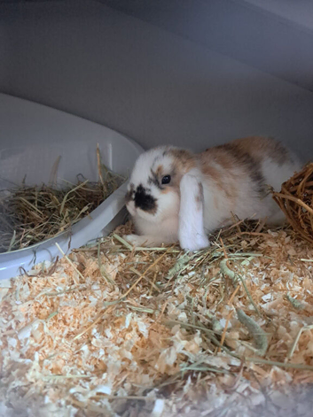 2 female rabbits. 18 weeks