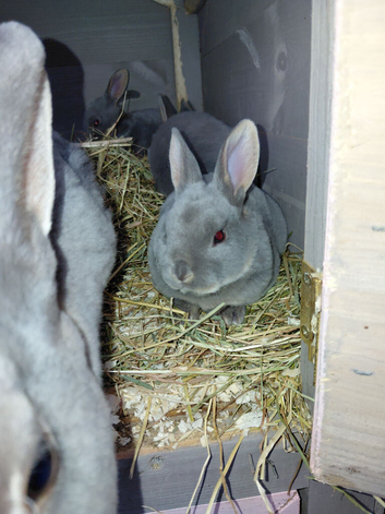 Beautiful rex rabbits
