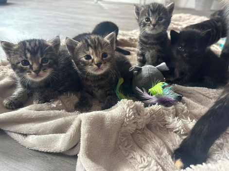 Kittens