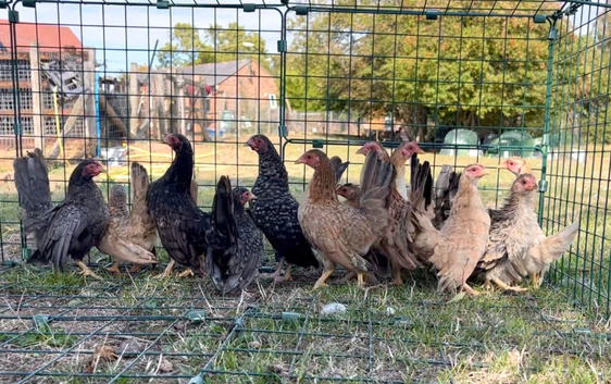 Serama pullet hens for sale