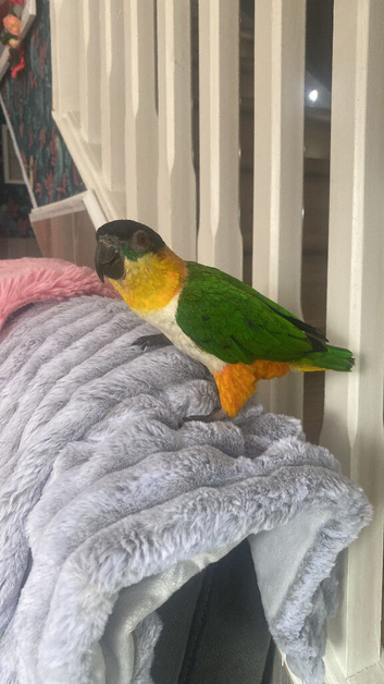 Black head caique