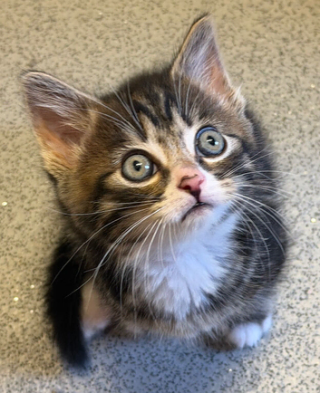6 mixed kittens
