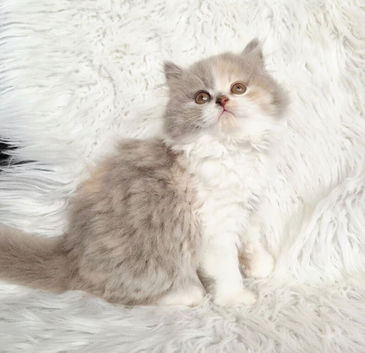 Stunning British shorthair & longhair