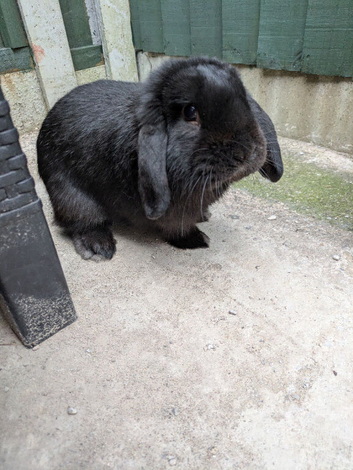 Male rabbit