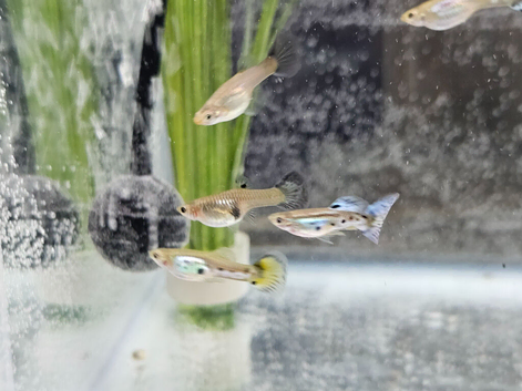 All sorts of guppies