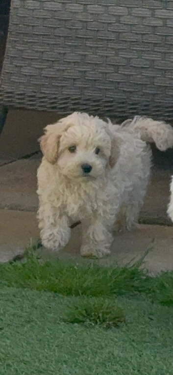 Beautiful Maltipoo Puppies.