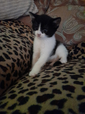 Tuxedo. Black n white Girl