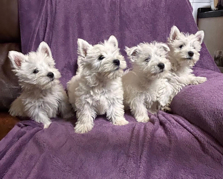 West Highland Terriers