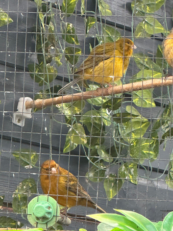 Raza Canary cock birds only