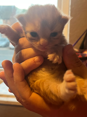 kittens