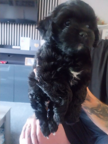 Lhasa apso