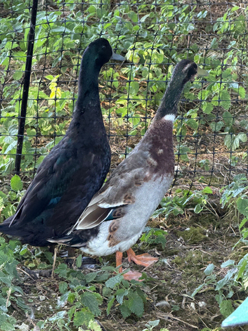 2 runner duck drakes looking for new home
