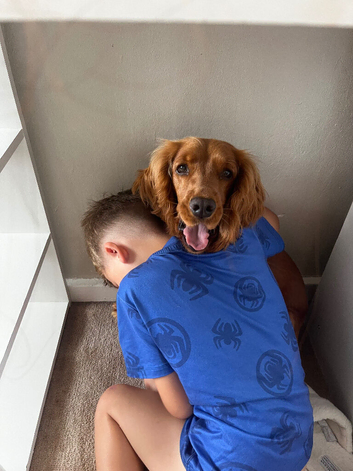 Female cocker spaniel